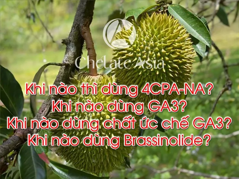 Ứng dụng của Hormone thực vật trong quản lý quá trình ra hoa và đậu trái sầu riêng