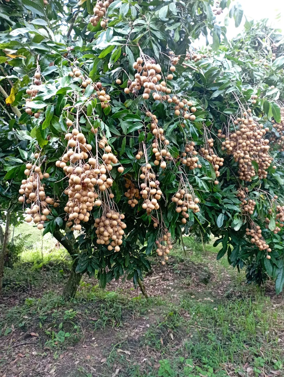 Hình ảnh cây nhãn có sử dụng công thức to quả giúp năng suất tăng cao - KH Trần Quốc Việt
