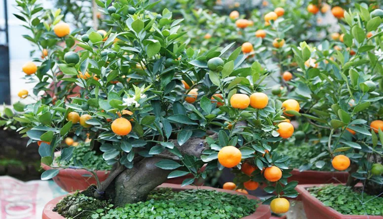 cây quất cảnh