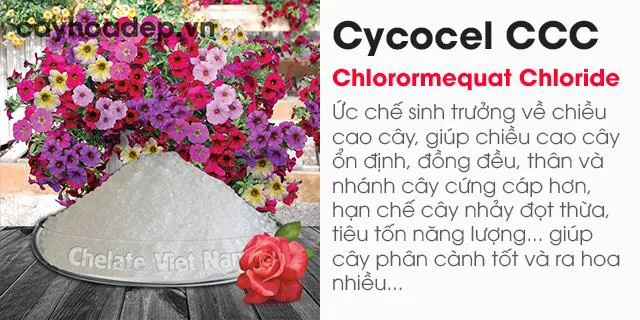 Bán Chlormequat clorua, Cycocel CCC 98% (Ức chế sinh trưởng, tạo dáng hoàn hảo)