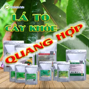 COMBO QUANG HỢP: Lá to, xanh, dày, thân mập, cây khỏe