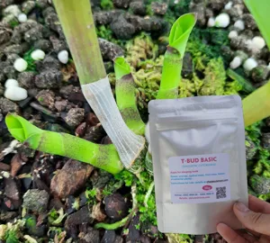T-BUD BASIC cytokinin synthetic (Hóa chất cơ bản kích chồi cây)