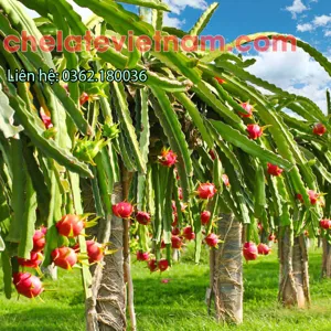 Chelate Vitamin 3B (B1, B6, B12) - Siêu giải độc, siêu kích chồi, dưỡng cây (EXTRAL POWDER)