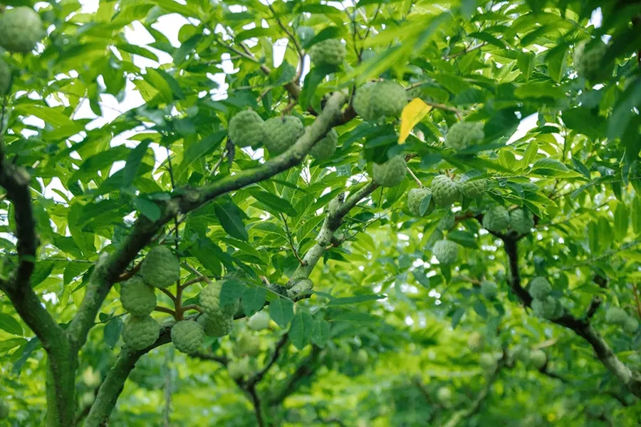 Tưới Humic trước hay sau mưa