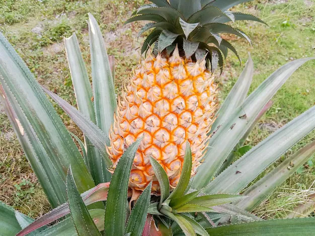 Premium Photo | Pineapple fruit on the tree. ripe yellow pineapple ...