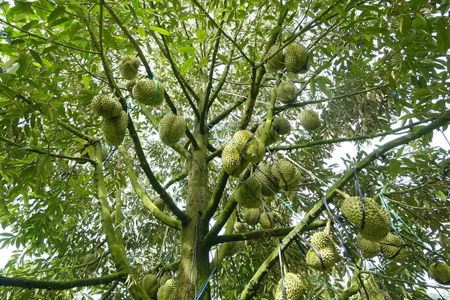 chăm sóc trái sầu riêng giai đoạn trái trưởng thành