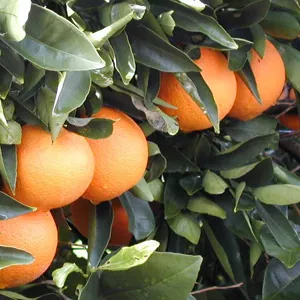 Gibberellic Acid 90% (GA3) nguyên chất