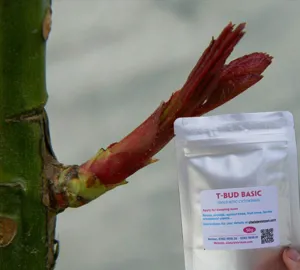 T-BUD BASIC cytokinin synthetic (Hóa chất cơ bản kích chồi cây)