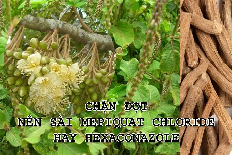Chặn đọt nên sài Mepiquat Chloride hay Hexaconazole