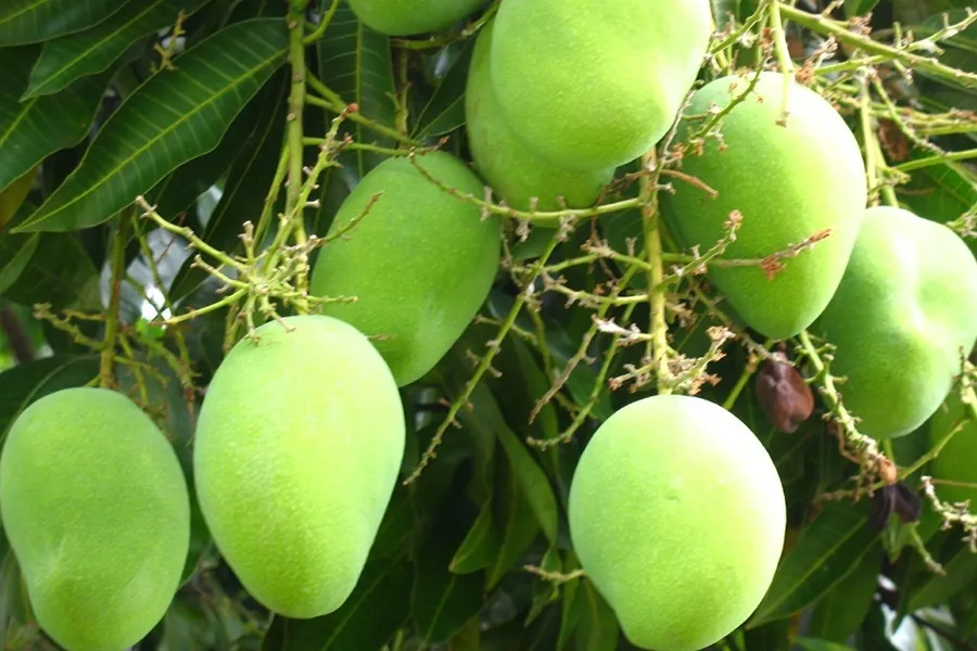Cây xoài