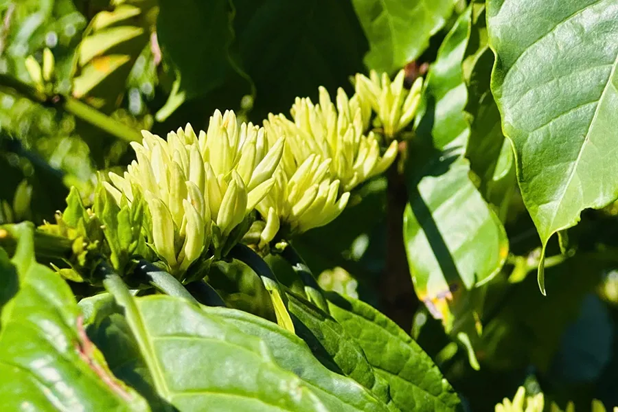 Tạo mầm hoa cà phê