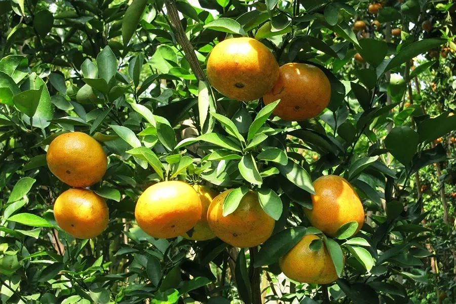 Hmic, Fulvic, Amino axit khác nhau gì