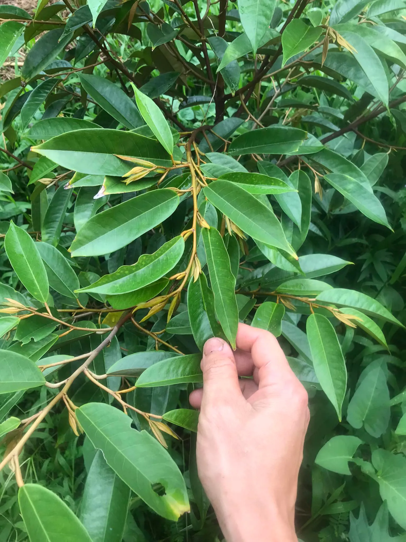 Sầu riêng sau 2 cữ dùng Ga3 10ppm, Amino và NPK KH Nguyễn Minh Thuận (Mang Thít - Vĩnh Long)