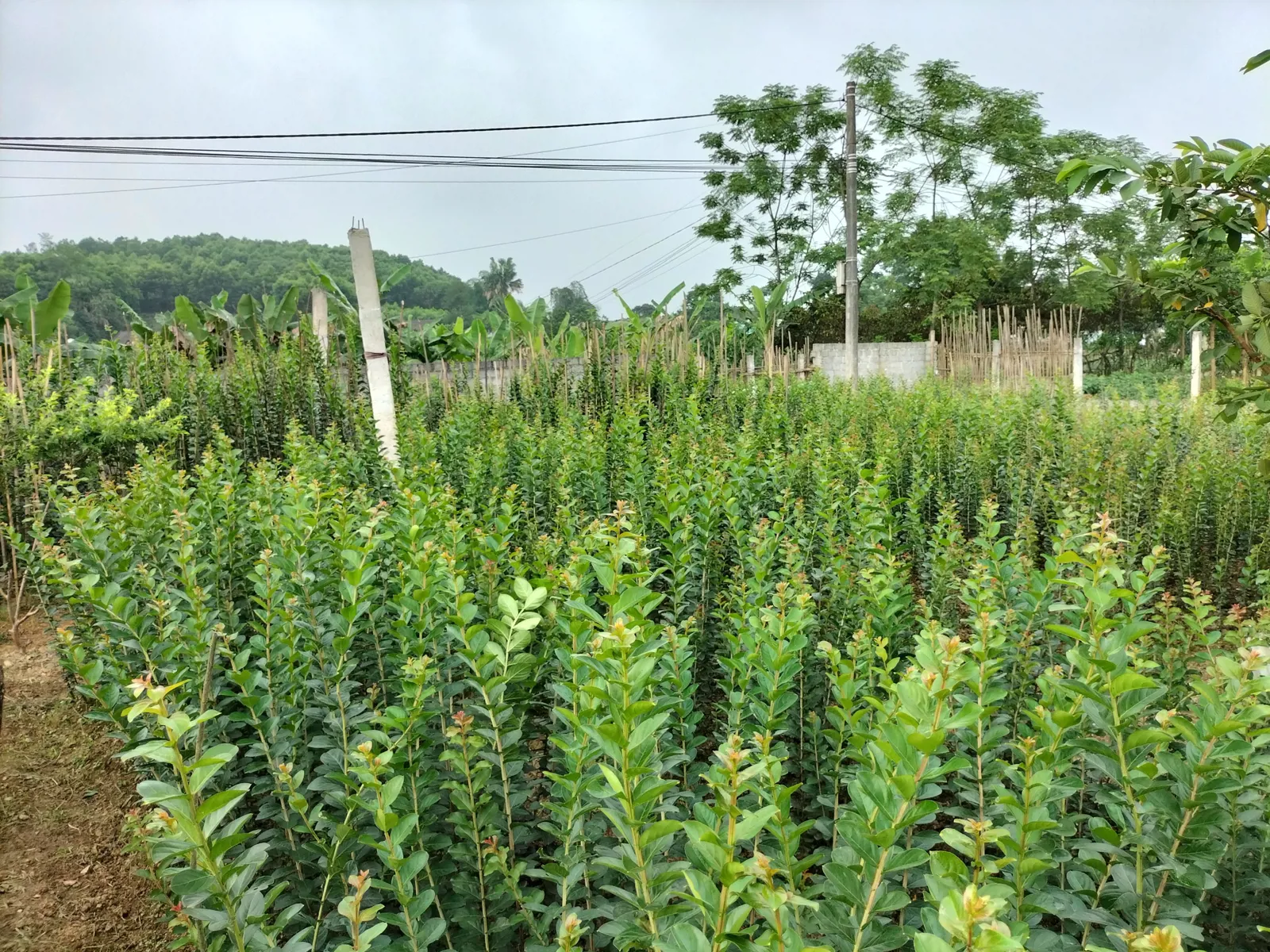 Giâm cành hoa tường vi sử dụng T- ROOT V02