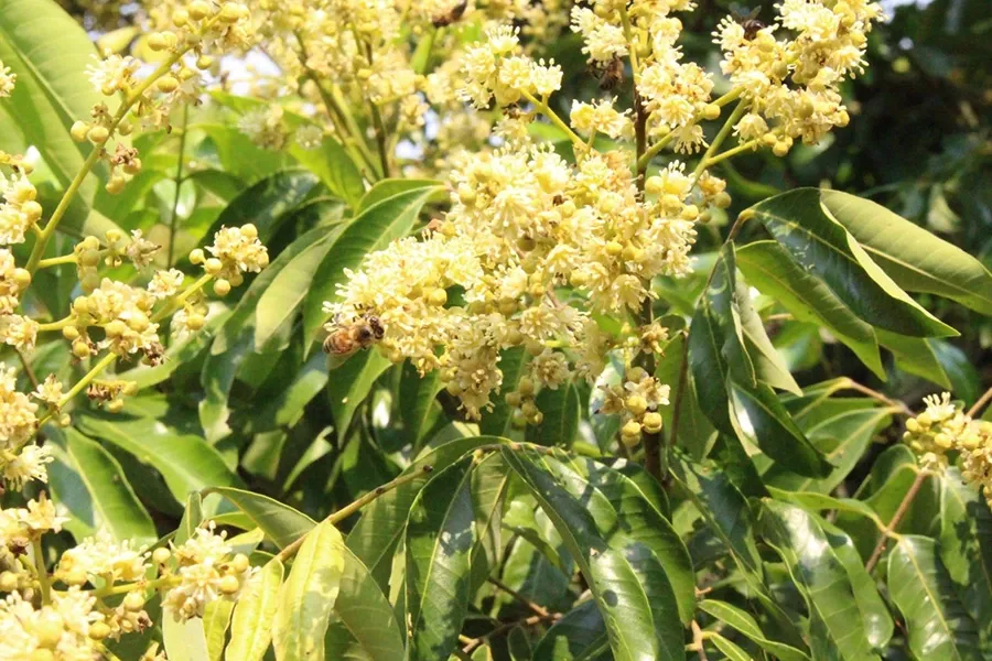 KNO3 phá miên trạng