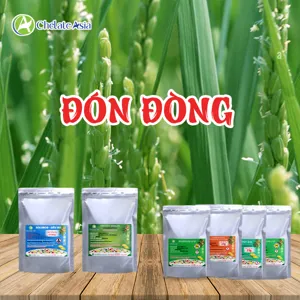 COMBO ĐÓN ĐÒNG – Đòng to, trổ thoát, chống lép hạt