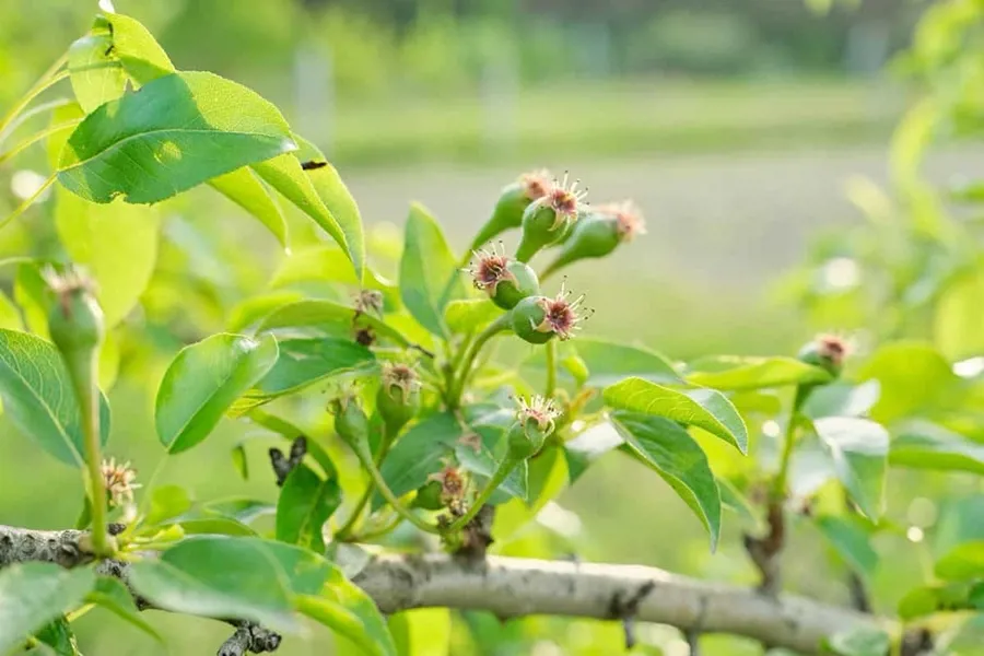 Mầm hoa cây mận