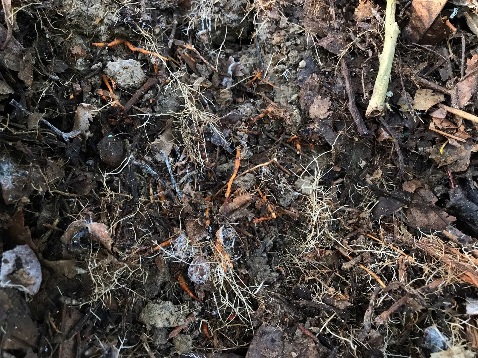 Hình ảnh sử dụng kích rễ T-root hồi phục cây sầu riêng