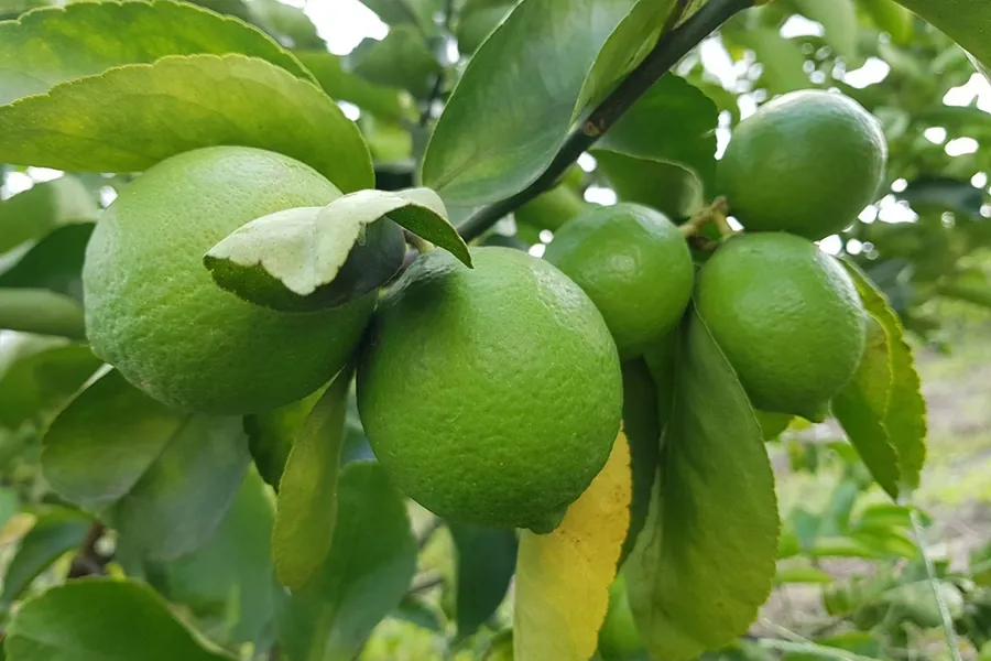 Cây chanh không hạt