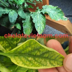 Magie Chelate (Mg-EDTA-6) tan hoàn toàn trong nước