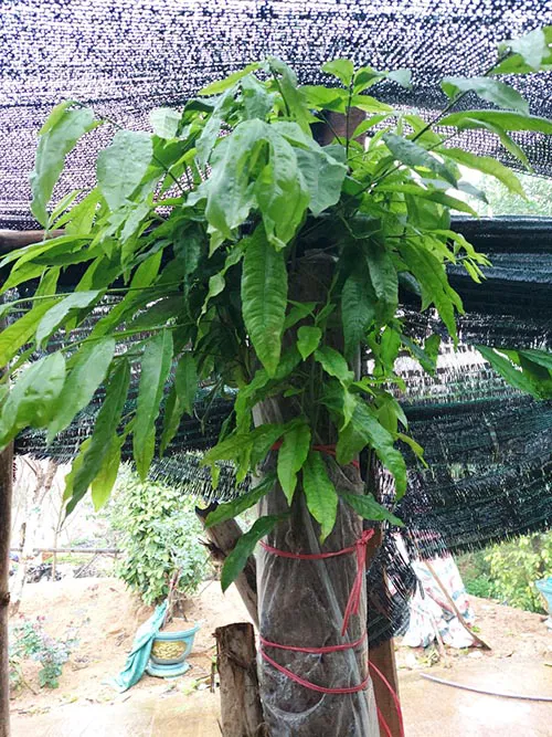 KH Nguyễn Thái Sơn sử dụng kích rễ T-ROOT V02 cho cây mai rừng