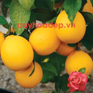 Paclobutrazol 20% WP (Ức chế sinh trưởng, kích thích ra hoa)