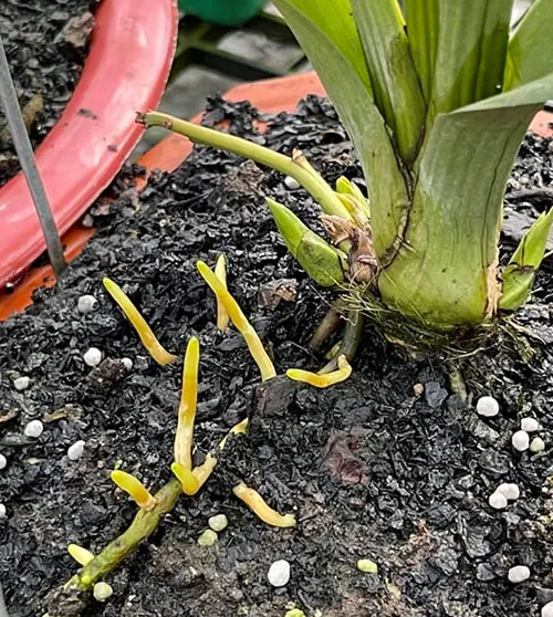 Khách hàng Anh Nhân sử dụng T-ROOT V01 cho hoa Lan