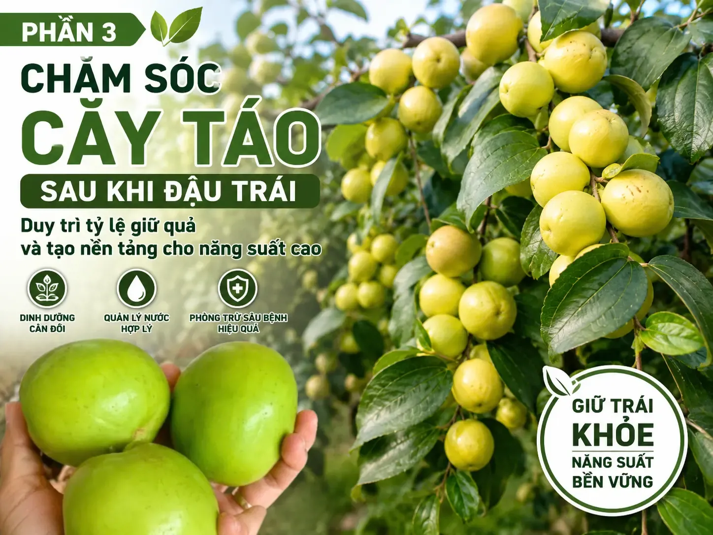 Chăm sóc cây táo sau khi đậu trái - Duy trì tỷ lệ giữ quả và tạo nền tảng cho năng suất cao (Phần 3)