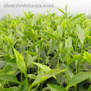Cytokinin Zeatin 0.1%SP (Siêu kích chồi, chiết xuất từ lõi ngô)