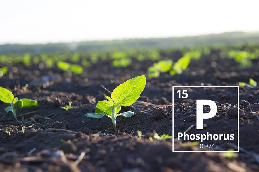 cây hấp thụ phân lân tốt