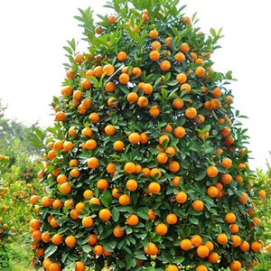 Auxin K-IAA 98% (Potassium 3-Indole acetic acid) tan trong nước
