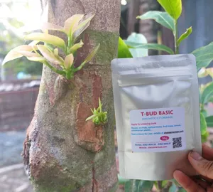 T-BUD BASIC cytokinin synthetic (Hóa chất cơ bản kích chồi cây)