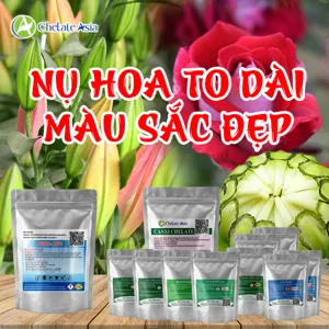 COMBO NỤ HOA TO DÀI – HỖ TRỢ PHÁT TRIỂN NỤ, MÀU SẮC ĐẸP