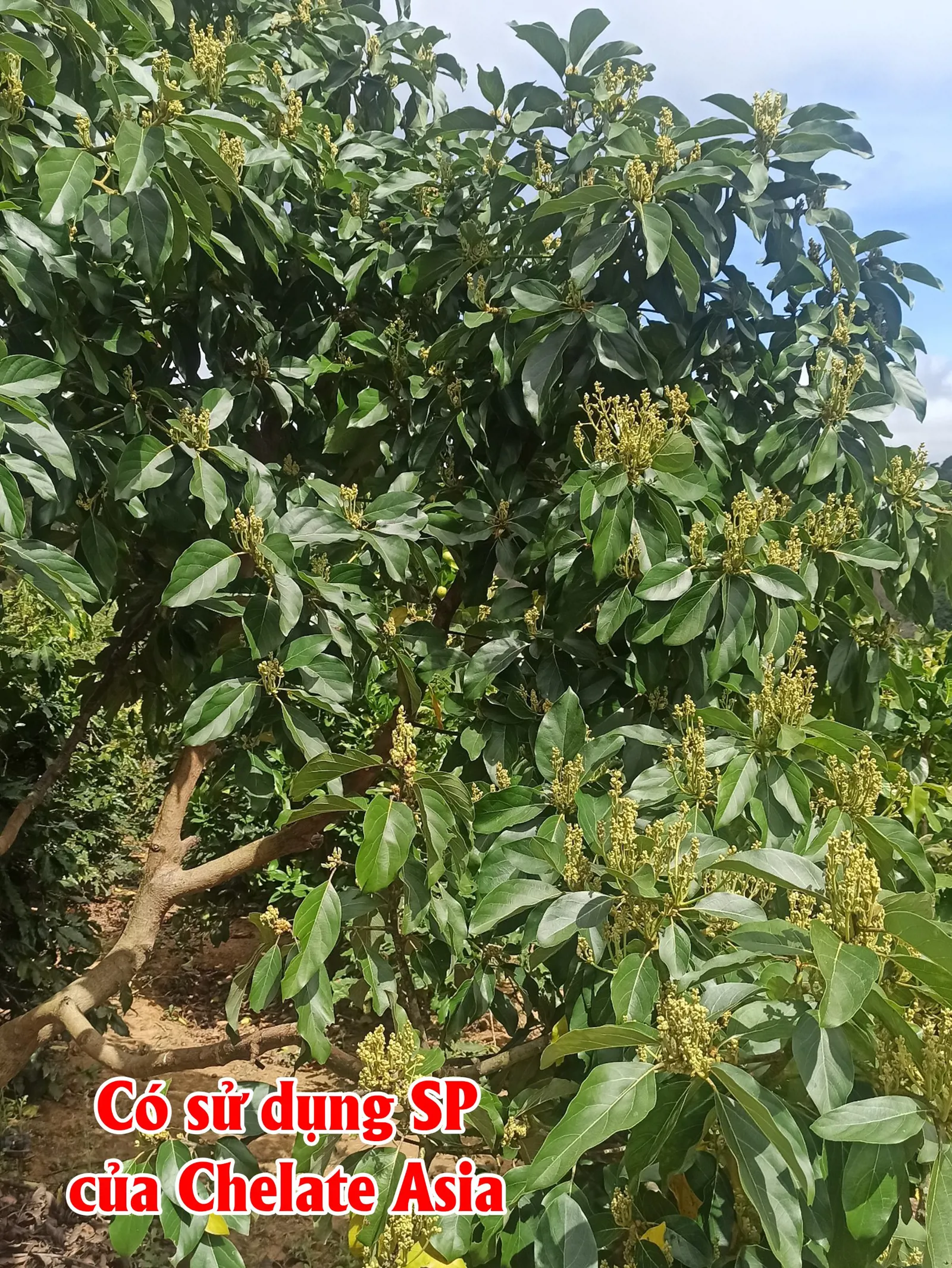 Hỉnh ảnh cây bơ có sử dụng các sản phẩm của Chelate Asia - KH Nhật Hào