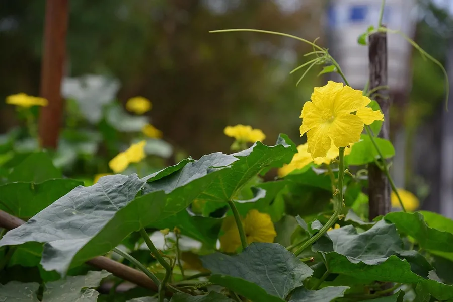 Hoa cây họ bầu bí
