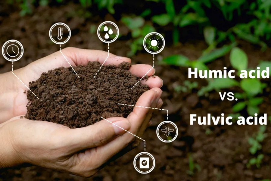 Humic và fulvic