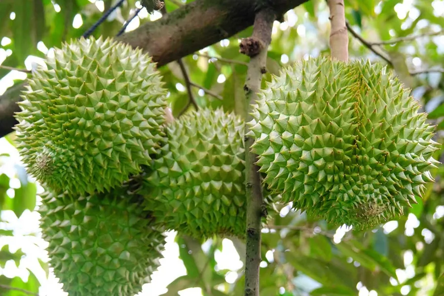 Bón NPK đúng cho cây sầu riêng