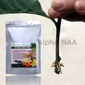 Auxin Alpha NAA Ấn độ 99% (Chất kích thích ra rễ)
