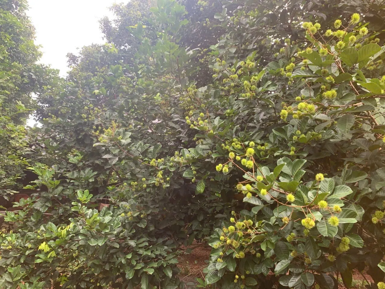 Cây chôm chôm sau 1 thời gian phun chống rụng trái 02