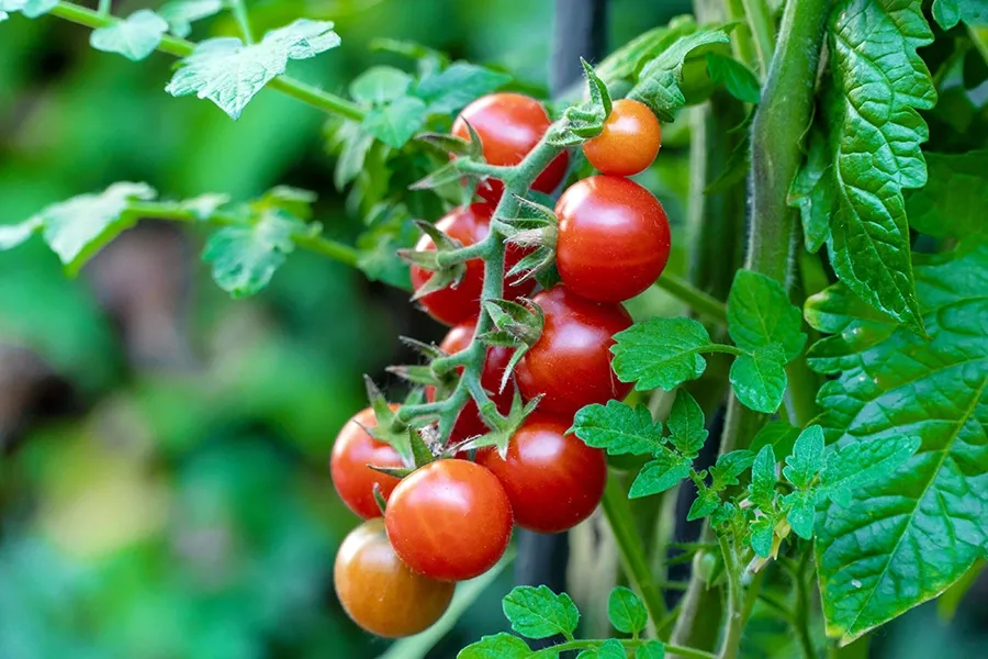Humic và Rong biển đối với cây trồng
