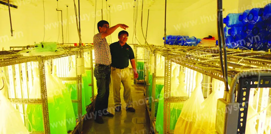 Ương nuôi tảo biển