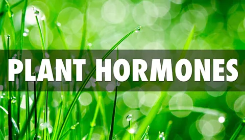 Plant Hormones