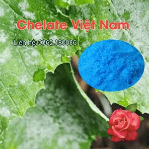 Đồng Sunfat (CuSO4.5H2O) tan hoàn toàn trong nước