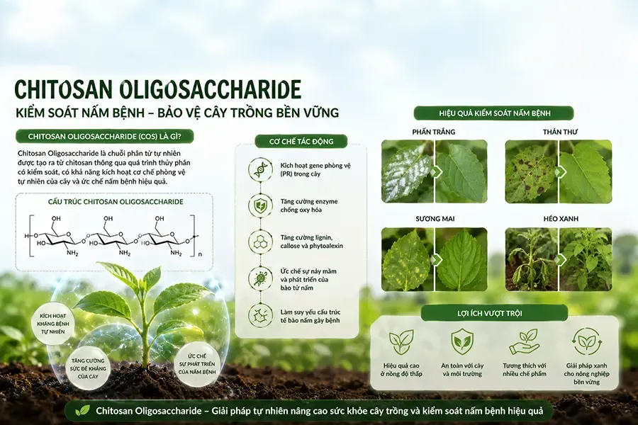 Chitosan oligosaccharride và nano chitosan