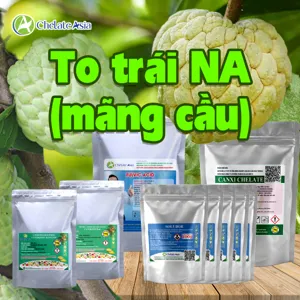 COMBO NUÔI QUẢ TO - ĐỀU MÚI - CHẮC THỊT CHO NA (MÃNG CẦU)