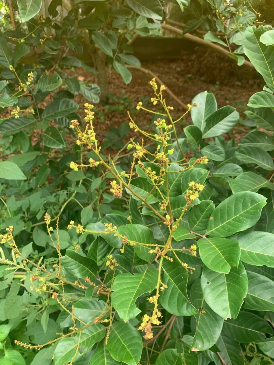Chôm chôm Thái đậu chi chít 02