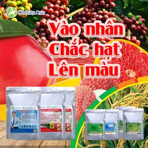 COMBO DƯỠNG TRÁI, VÀO NHÂN, CHẮC HẠT