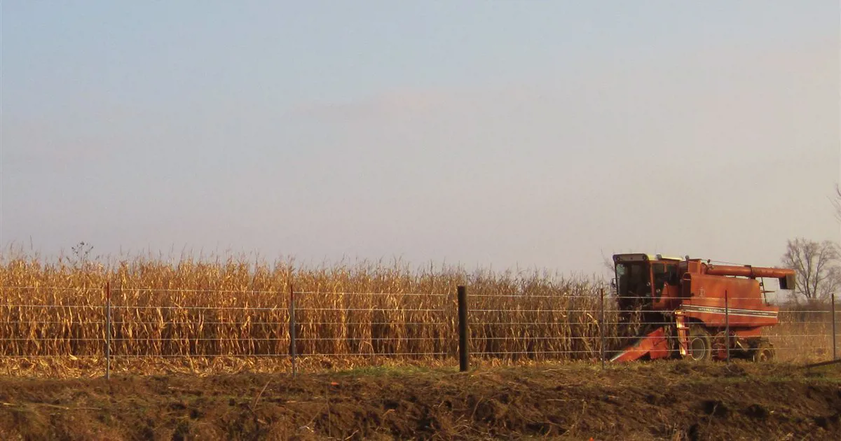 Máy gặt đập liên hợp thu hoạch ngô trên cánh đồng ở bang Iowa, Mỹ