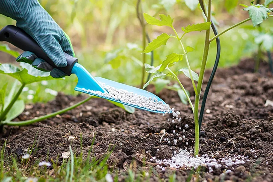 Dư dinh dưỡng, ngộ độc phân bón