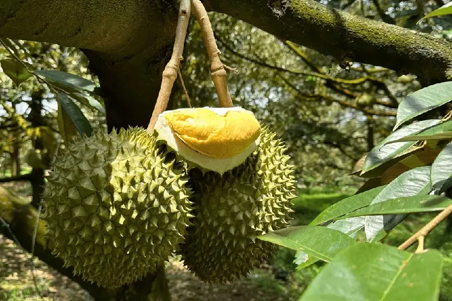 Nứt cơm sầu riêng